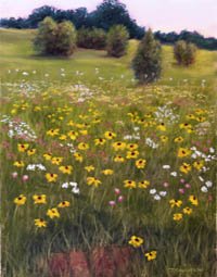 Wildflowers